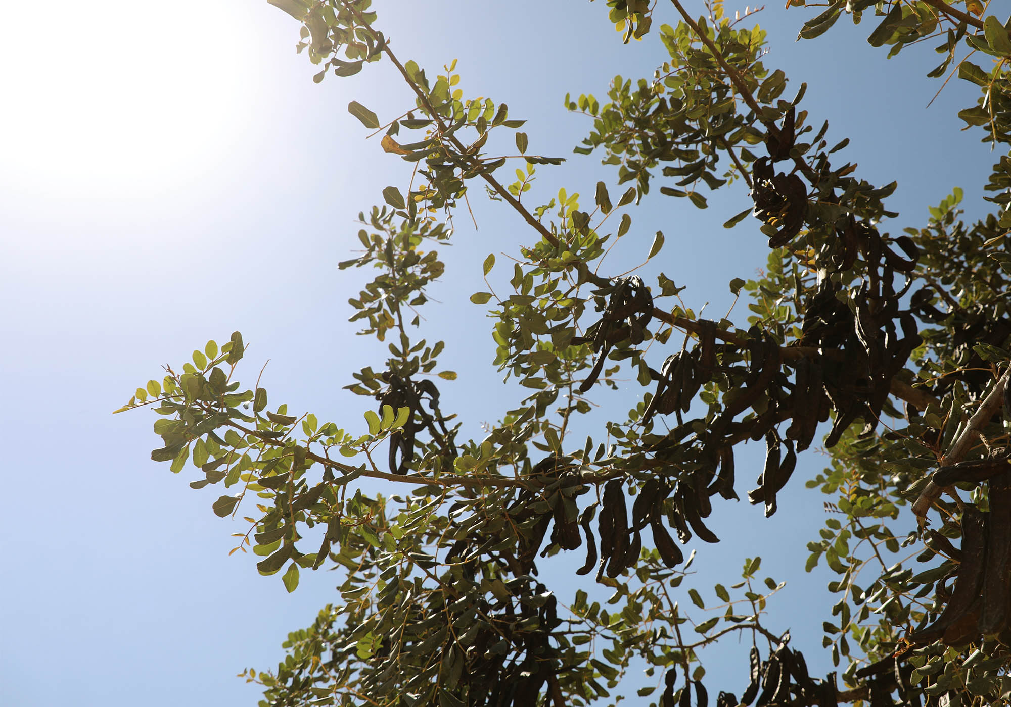 BG_Col_12